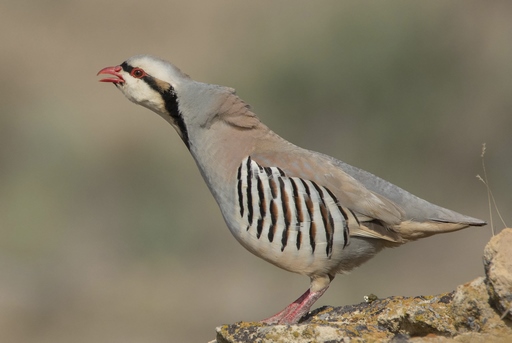 Alectoris chukar falki – Каменная куропатка